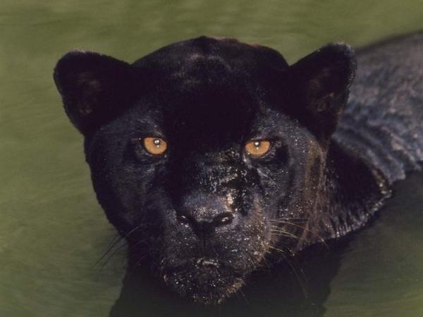 que-son-en-realidad-las-panteras-negras