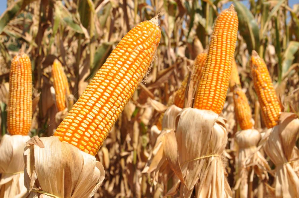 Dia Internacional do&nbsp;Milho