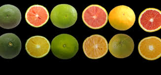 LARANJA – quais os tipos e&nbsp;diferenças