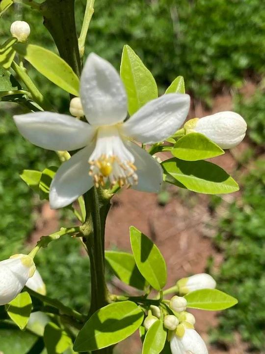 Laranjeira Flor