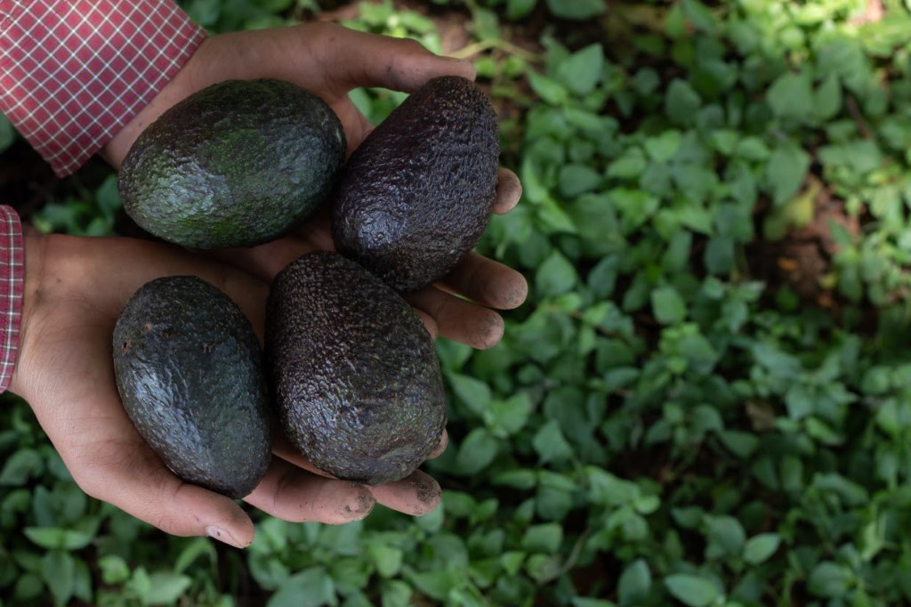 Vendas de avocado e abacate batem recorde, crescem 54% e registram menores preços desde&nbsp;2014